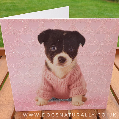 Jack Russell Rachael Hale Dog Glittery Greetings Card Kirby